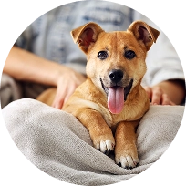 Pet Sitting